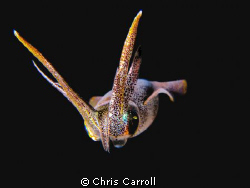 This juveline squid joined me with a friend on a night di... by Chris Carroll 